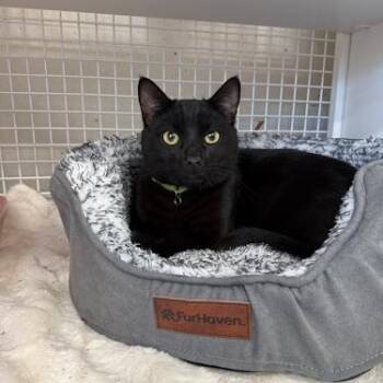 Bombay Cats Available for Adoption - Simba (Marcelle) | PetCurious