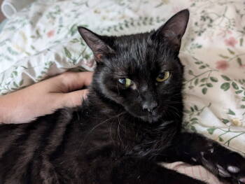 Rescue Domestic Short Hair Cats for Adoption in Milton, Georgia - Billie Eilish | PetCurious