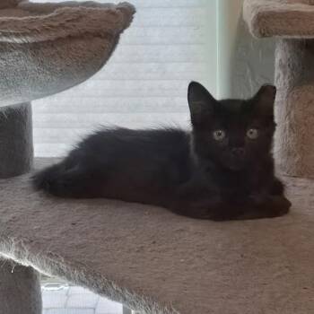 Rain -  Domestic Medium Hair Cat for Adoption in Prescott, Arizona - Rain | PetCurious