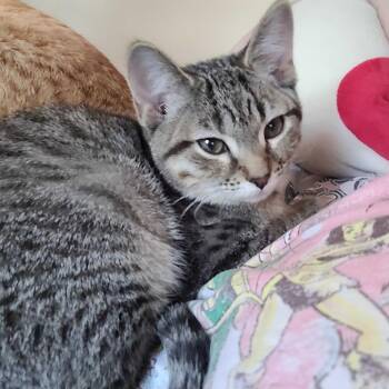 Eurydice -  Domestic Short Hair Cat for Adoption in Medina, Ohio - Eurydice | PetCurious