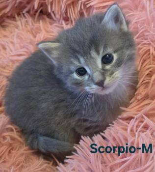 Domestic Medium Hair Cats Available for Adoption in New Bern, North Carolina - SCORPIO Kitten (m) | PetCurious