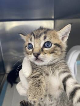 Rufio -  Domestic Short Hair Cat for Adoption in Victorville, California - Rufio | PetCurious