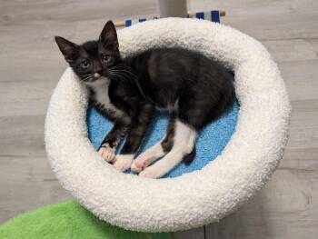 Coryo -  Domestic Short Hair Cat for Adoption in Raleigh, North Carolina - Coryo | PetCurious