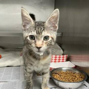 Bertha -  Domestic Short Hair Cat for Adoption in Long Beach, California - Bertha | PetCurious