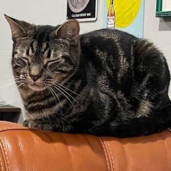 Rescue Domestic Short Hair Cats for Adoption in New York, New York - Diego & Botticelli | PetCurious