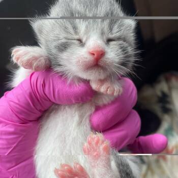 Domestic Short Hair Cats Available for Adoption in Philadelphia, Pennsylvania - Octopus | PetCurious