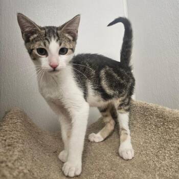 Expresso -  Domestic Short Hair Cat for Adoption in Grantsville, Utah - Expresso | PetCurious