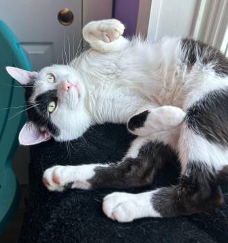 Rescue Domestic Short Hair Cats for Adoption in Asheville, North Carolina - Mischief | PetCurious