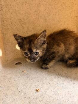 Domestic Short Hair Cats Available for Adoption in Riverside, California - A1916808 | PetCurious