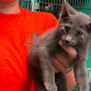 Gogo -  Domestic Short Hair Cat for Adoption in Edwardsville, Illinois - Gogo | PetCurious