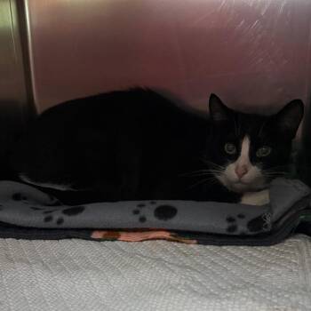 Thundra -  Domestic Short Hair Cat Available for Adoption in Charlottesville, Virginia - Thundra | PetCurious