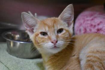 Gil -  Domestic Short Hair Cat for Adoption in Kansas City, Missouri - Gil | PetCurious