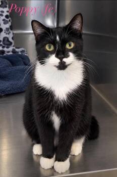 Poppy -  Domestic Short Hair Cat for Adoption in Fremont, Nebraska - Poppy | PetCurious