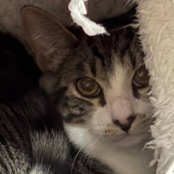 Billy -  Domestic Short Hair Cat for Adoption in Yuma, Arizona - Billy | PetCurious