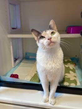 Winnie -  Domestic Short Hair Cat for Adoption in Ramsey, New Jersey - Winnie | PetCurious