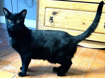 Rescue Domestic Short Hair Cats for Adoption in Olive Branch, Mississippi - TABATHA  ** BLACK BEAUTY** | PetCurious