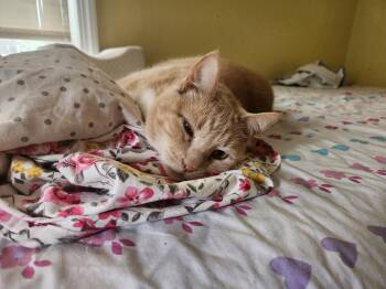 Marshall -  Domestic Short Hair Cat Available for Adoption in Berkeley Heights, New Jersey - Marshall | PetCurious