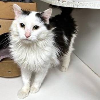 Pawbert -  Domestic Long Hair Cat for Adoption - Pawbert | PetCurious