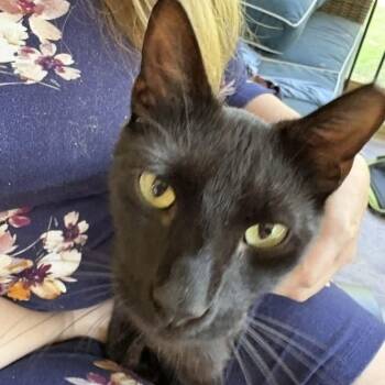 Spicy Frick -  Domestic Short Hair Cat for Adoption in Little Mountain, South Carolina - Spicy Frick | PetCurious