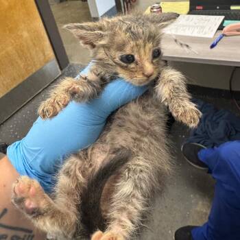 Lindsay -  Domestic Short Hair Cat for Adoption in Columbiana, Alabama - Lindsay | PetCurious