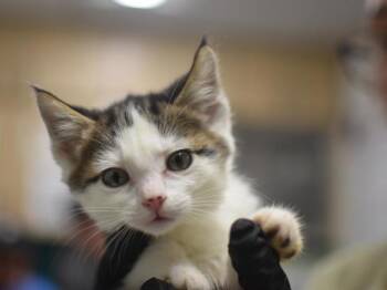 Kinsley -  Domestic Short Hair Cat for Adoption in Portland, Oregon - Kinsley | PetCurious