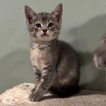 Sadie -  Domestic Short Hair Cat for Adoption in Kenosha, Wisconsin - Sadie | PetCurious
