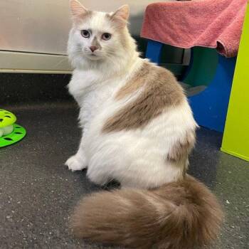 Domestic Long Hair Cats Available for Adoption - Dove | PetCurious