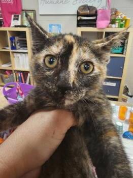 Tiger $75 fostered -  Domestic Short Hair Cat for Adoption in Seneca, South Carolina - Tiger $75 Fostered | PetCurious