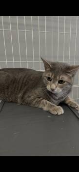 Tabby and Domestic Short Hair Cats Available for Adoption in Georgetown, Kentucky - Ophelia | PetCurious