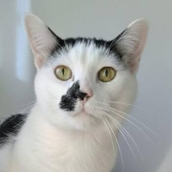 Domestic Short Hair Cats Available for Adoption in Charleston, South Carolina - Joey | PetCurious