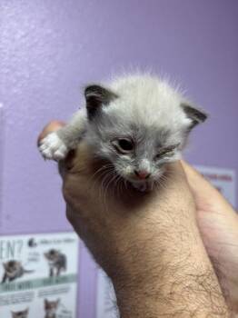 61256961 -  Siamese Cat for Adoption in El Paso, Texas - 61256961 | PetCurious