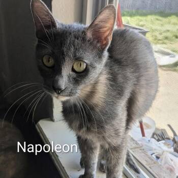 Domestic Short Hair Cats Available for Adoption in Tulsa, Oklahoma - Napoleon | PetCurious