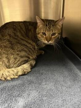 Domestic Short Hair Cats Available for Adoption in Lake Tapwingo, Missouri - Bean Bag | PetCurious