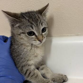 Poodle -  Domestic Short Hair Cat for Adoption in Salt Lake City, Utah - Poodle | PetCurious