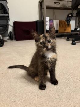 Jade -  Domestic Long Hair Cat for Adoption in East Greenville, Pennsylvania - Jade | PetCurious