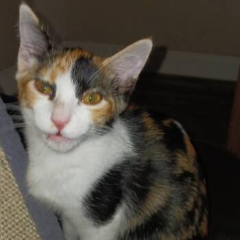 Patches -  Domestic Short Hair Cat for Adoption in Las Vegas, Nevada - Patches | PetCurious