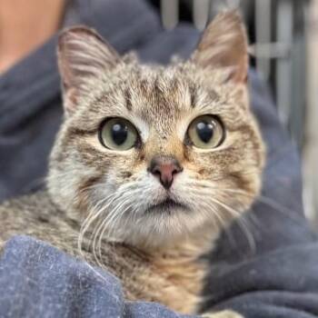Domestic Short Hair Cats Available for Adoption in Nantucket, Massachusetts - Tumbleweed | PetCurious