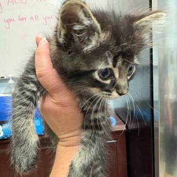 Wanda -  Domestic Long Hair Cat for Adoption in Royse City, Texas - Wanda | PetCurious