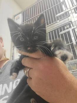 JACKIE -  Domestic Short Hair Cat for Adoption in Albuquerque, New Mexico - JACKIE | PetCurious