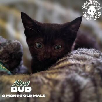 Bud -  Domestic Short Hair Cat for Adoption in Wilmington, North Carolina - Bud | PetCurious
