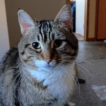 Baby -  Domestic Short Hair Cat for Adoption in Rochester, Minnesota - Baby | PetCurious