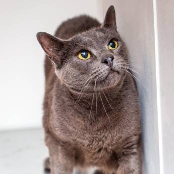 Marty -  Domestic Short Hair Cat for Adoption in Hattiesburg, Mississippi - Marty | PetCurious