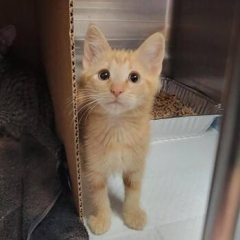 Fry Sauce -  Domestic Short Hair Cat for Adoption in Salt Lake City, Utah - Fry Sauce | PetCurious