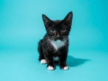 ANKH -  Domestic Short Hair Cat for Adoption in Jacksonville, Florida - ANKH | PetCurious
