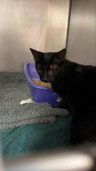 Domestic Short Hair Cats Available for Adoption in West Chester, Pennsylvania - Buffet | PetCurious