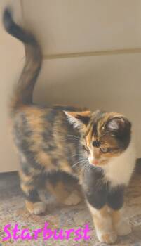 Rescue Domestic Short Hair Cats for Adoption in Willcox, Arizona - Starburst | PetCurious