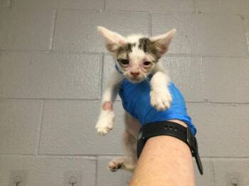 Domestic Short Hair Cats Available for Adoption in Thousand Palms, California - A1917869 | PetCurious