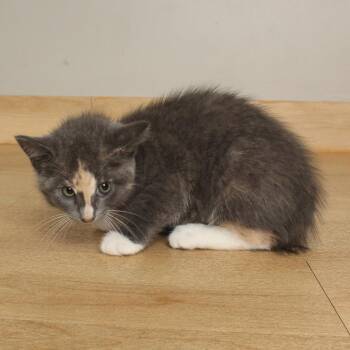 Bok Choy C70290 -  Domestic Short Hair Cat for Adoption in Minnetonka, Minnesota - Bok Choy C70290 | PetCurious