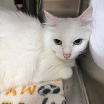 Cotton -  Domestic Medium Hair Cat for Adoption in Las Vegas, Nevada - Cotton | PetCurious