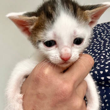 Rescue Domestic Short Hair Cats for Adoption in Fort Lauderdale, Florida - Amara | PetCurious